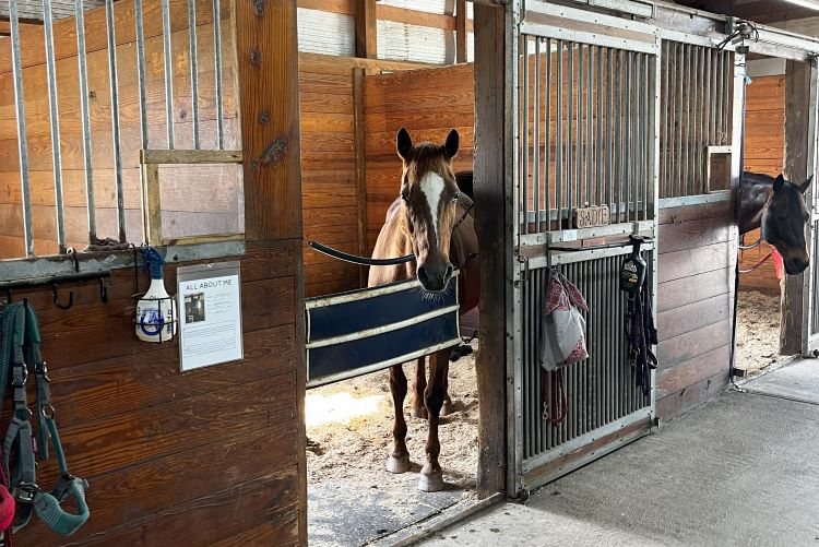 NCHV-horse-stables-two-horses-in-stalls