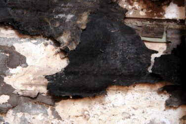 Dry Rot Repair